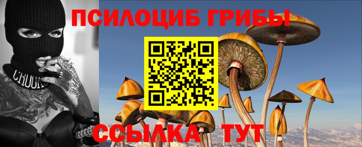 Псилоцибиновые грибы Psilocybine cubensis Томск